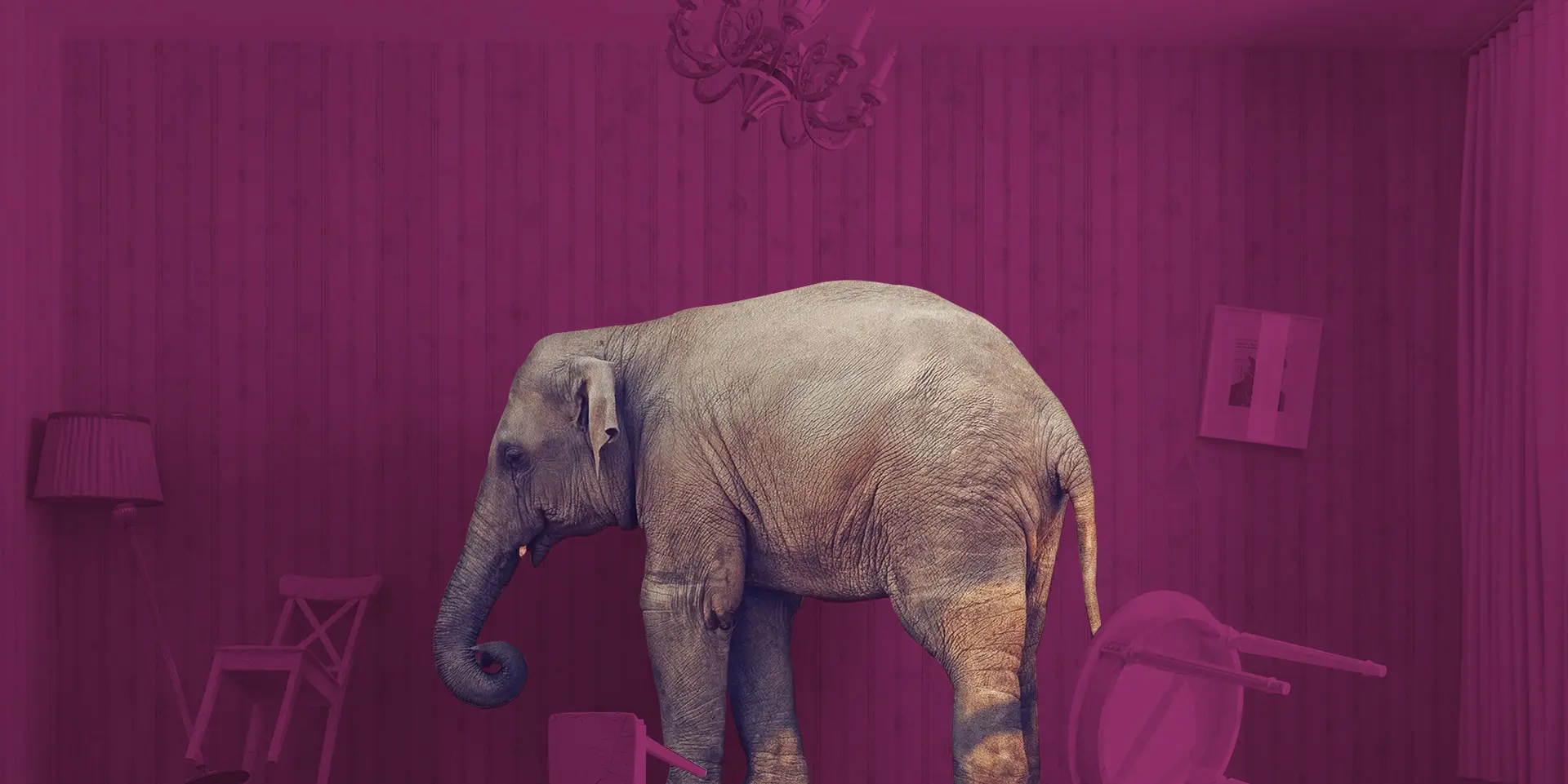 An elephant standing in a room with pink walls.