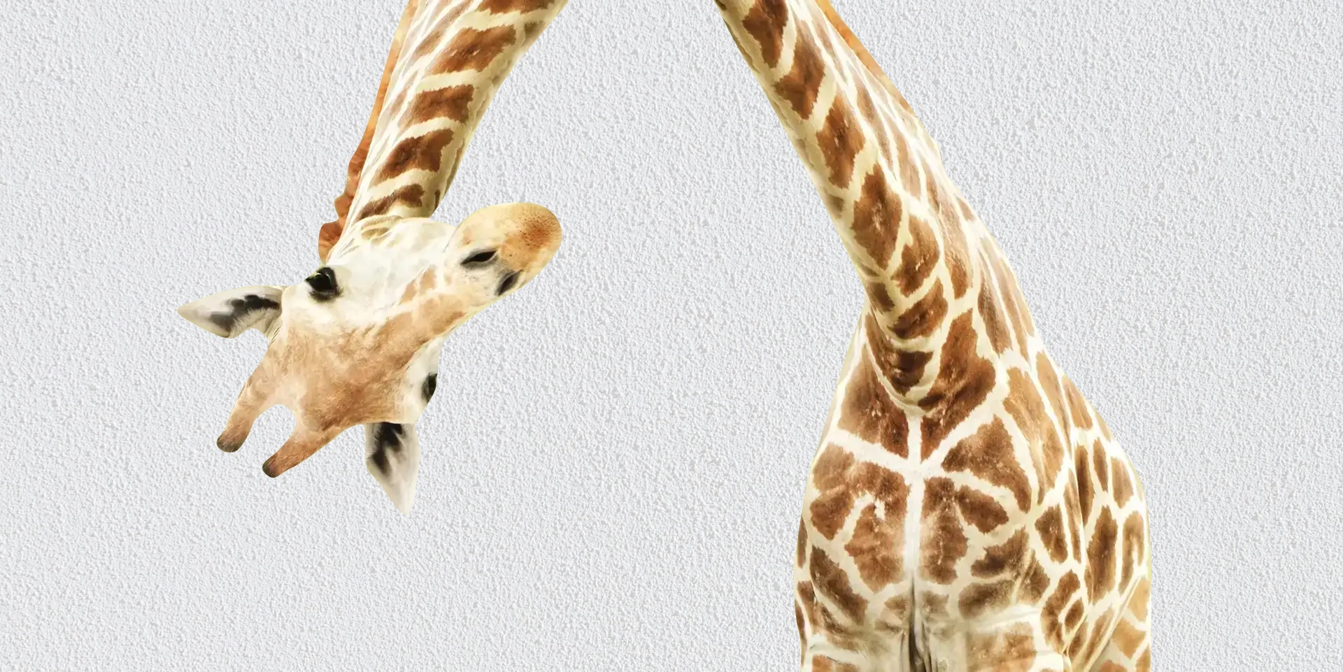 Two giraffes standing next to each other on a white surface.